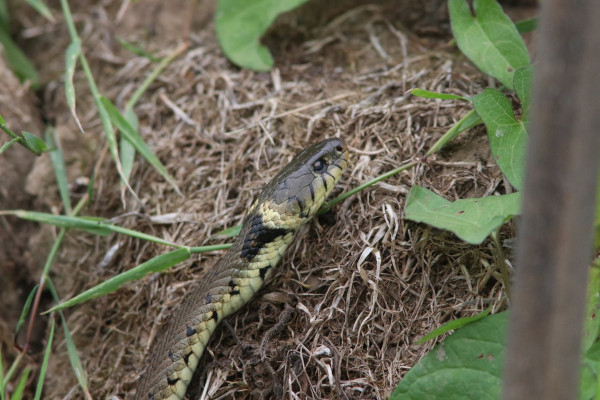 Couleuvre helvétique (Natrix helvetica) © Aurélie Delaval